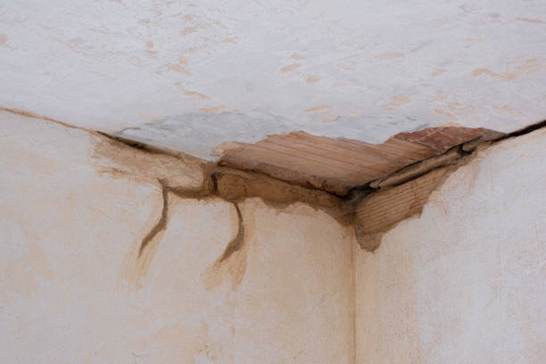 Best Mold removal after water damage  in Three Rivers, TX